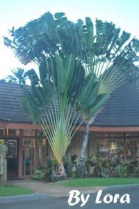 Polynesian Cultural Center